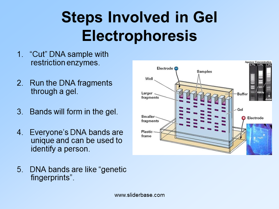Electrophoresis Analysis Of 131 I 4b Download Scientific Diagram