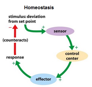 Regulatory Mechanism Of Homeostasis