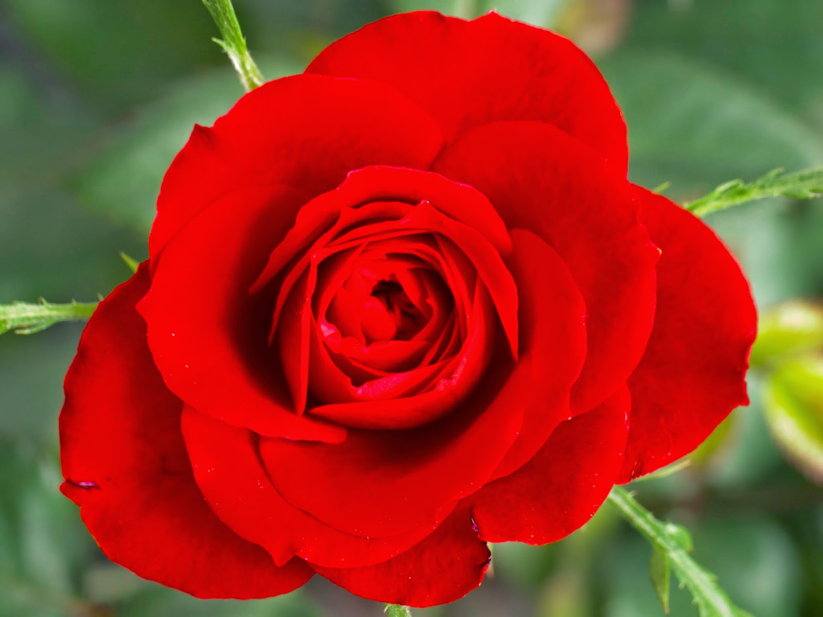 Rose Bengal Chloramphenicol Agar Rose Bengal Medium Selective