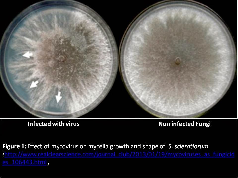 A Comprehensive Review On Mycoviruses As Biological Control Agent