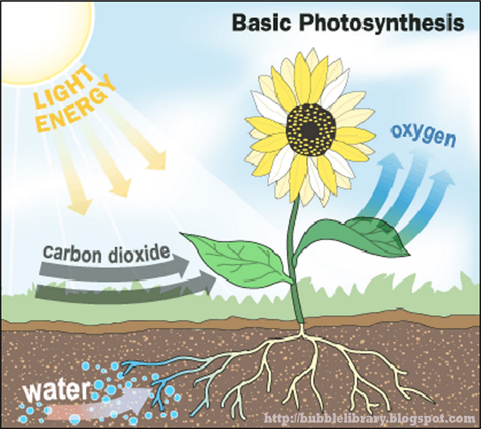 Photosynthesis Pdf Photosynthesis Chloroplast