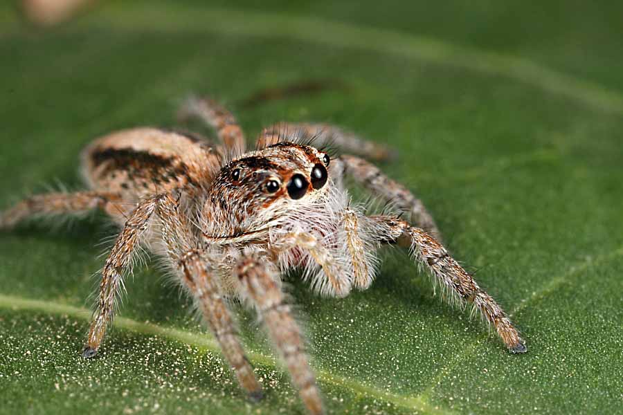 Spider Toontown Wiki Fandom Powered By Wikia