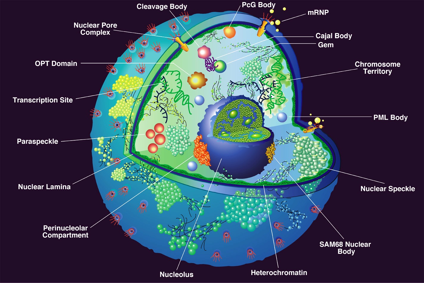 Cell Free Protein Synthesis System For Building Synthetic Cells Text Page