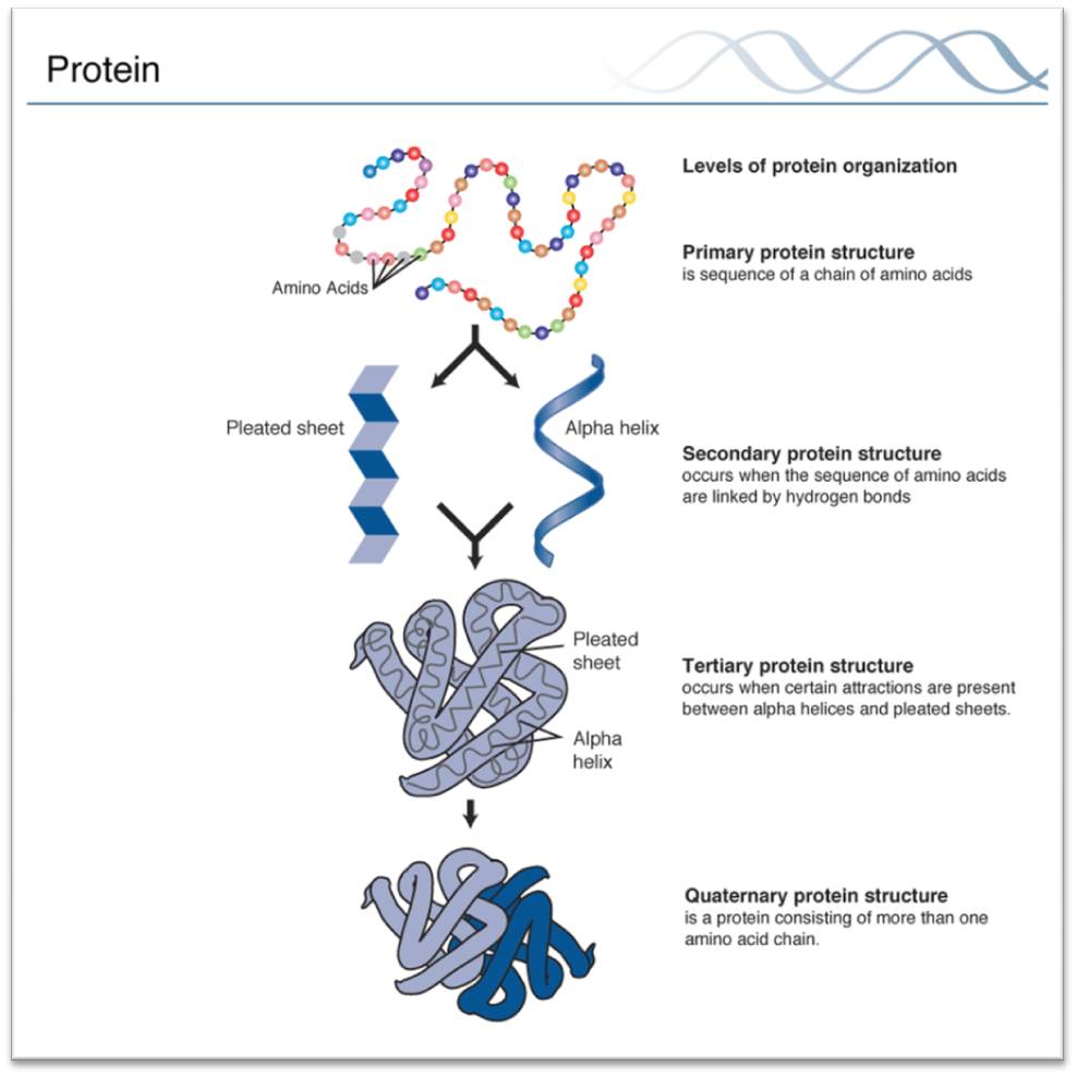 Proteins An Overview Of Its Structure Functions And Synthesis