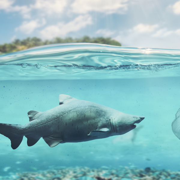 How Does It Affect Marine Life