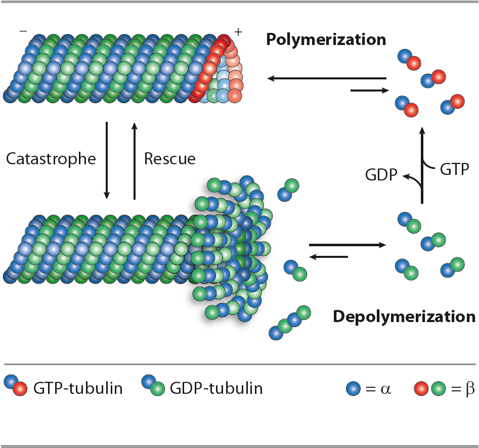 Microtubule Structure And Fluorescence Microscopy Image A Bound
