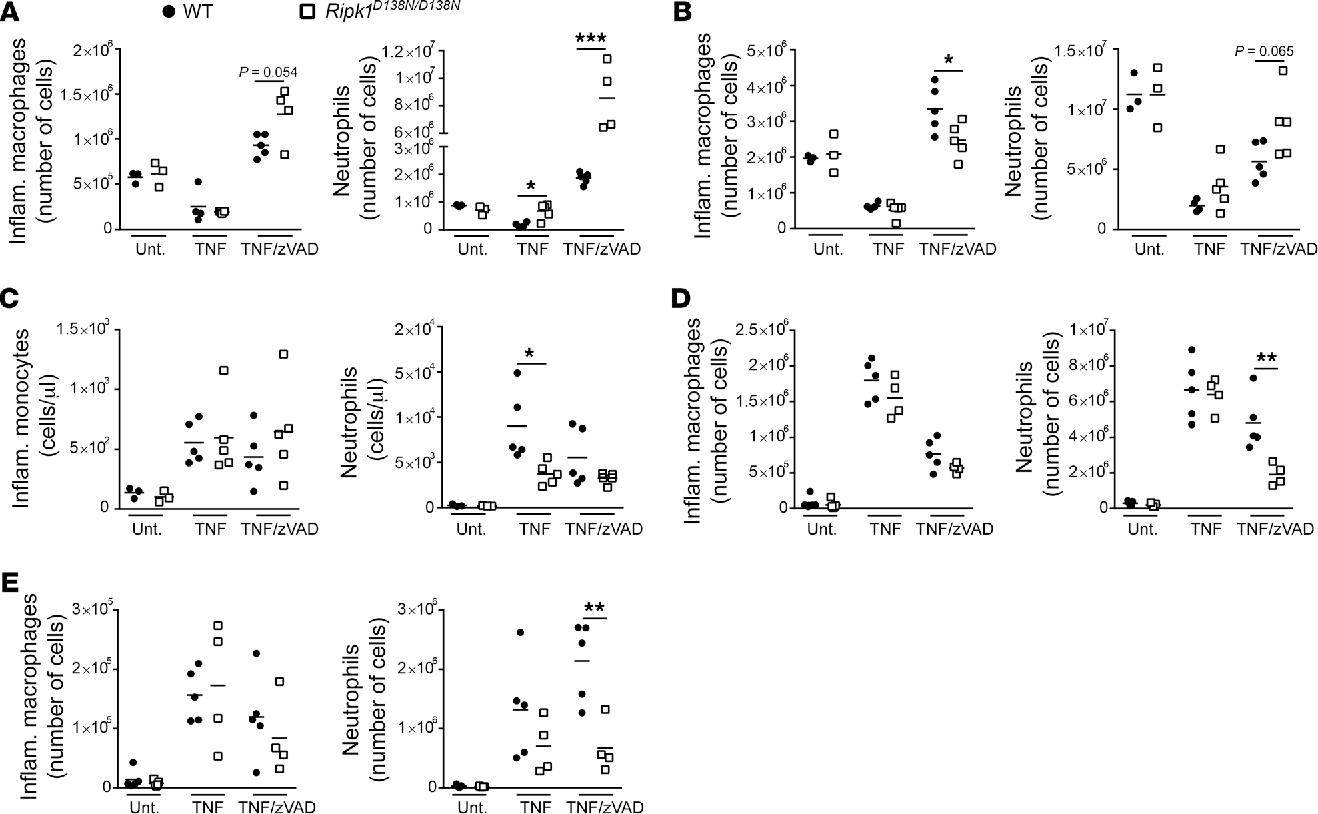 Pdf Erratum The Diverse Role Of Rip Kinases In Necroptosis And