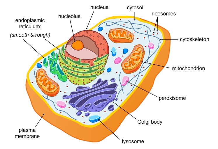 Eukaryotic Cell Vs Prokaryotic Cell Organelle