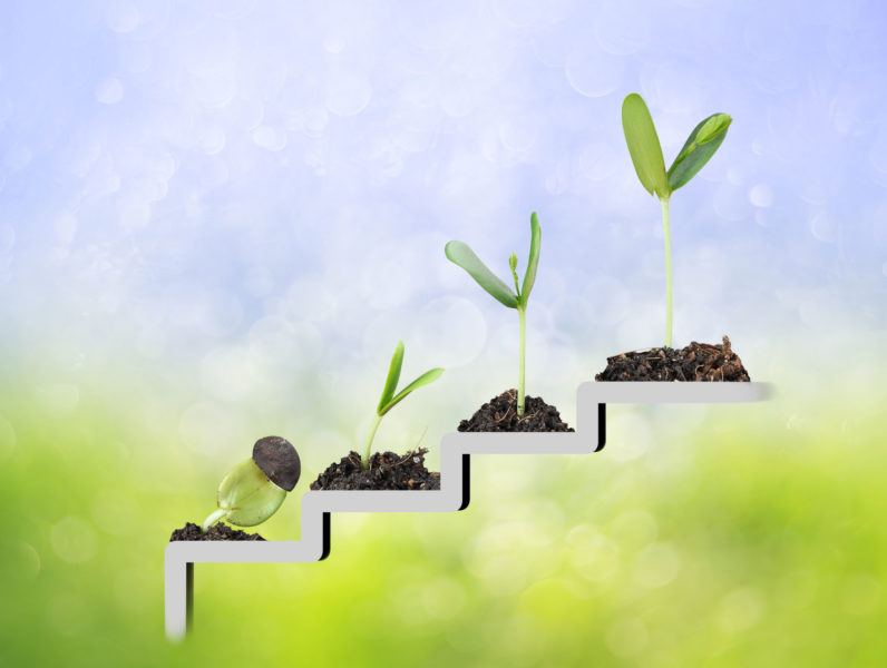 Growth Responses Of Protonemata Of P Patens Wt Ppnse4 4 And Ppsmc6 3