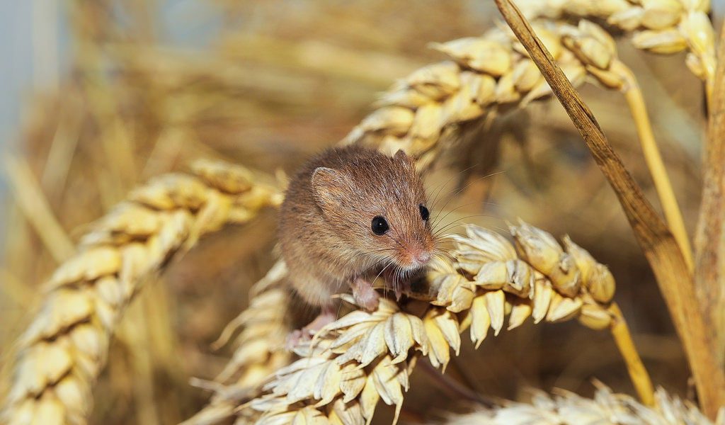 Mice Monitoring Stirlings To Coast Farmers