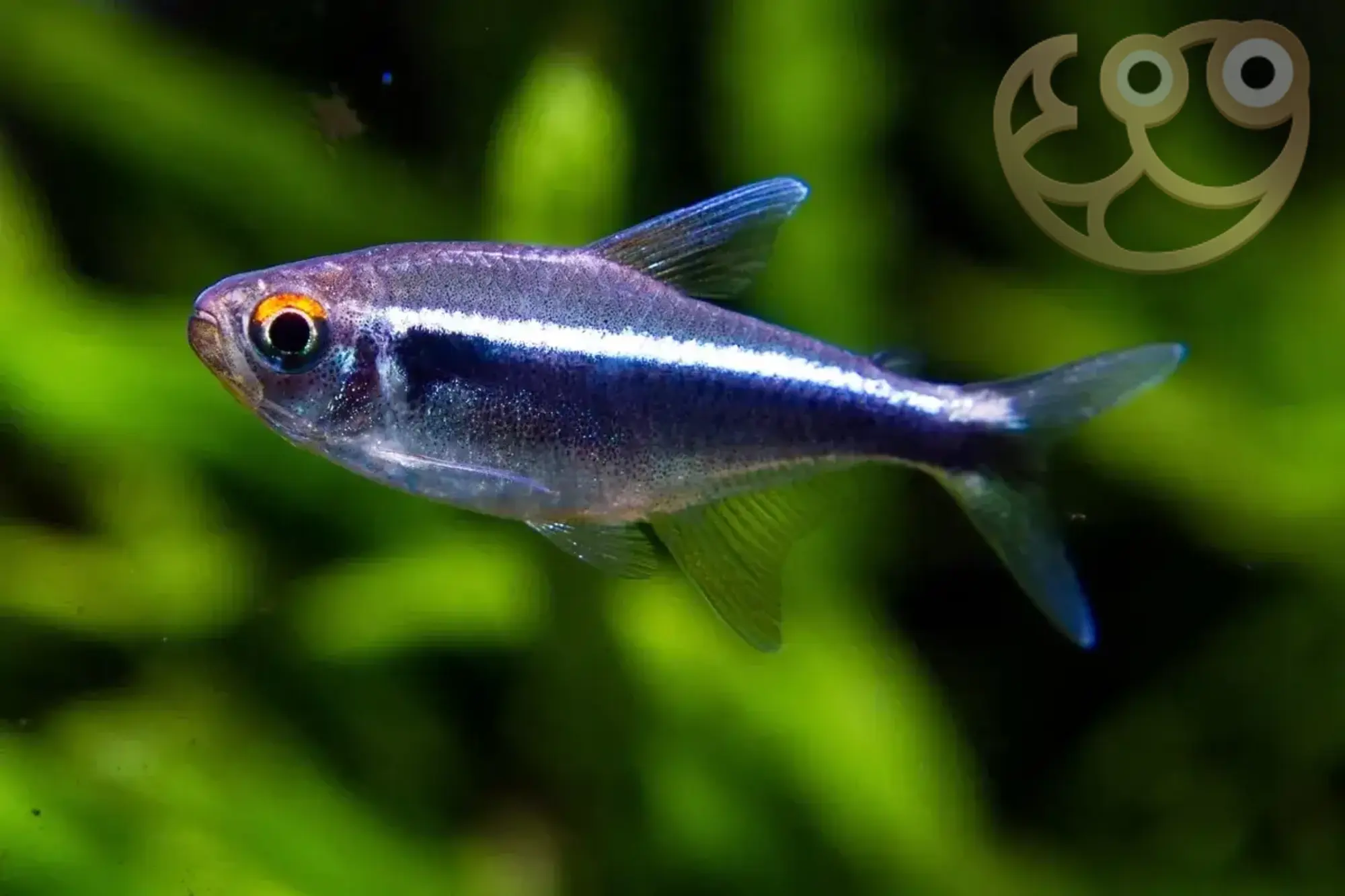 Tetra Divina Wiki Fandom