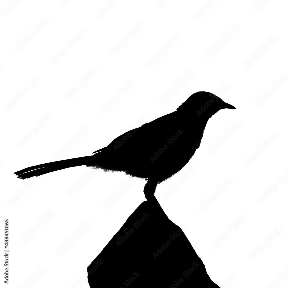 Silueta Atardecer Oscuridad Foto Gratis En Pixabay Pixabay