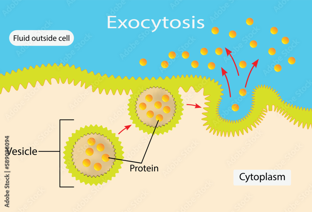 Exocytosis