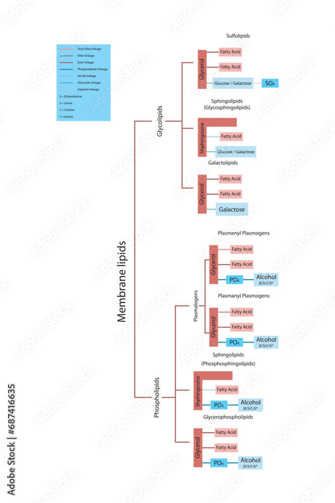 Classification And Structure Of Lipids