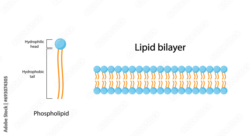 2 5 Phospholipid Bilayers Biology Libretexts
