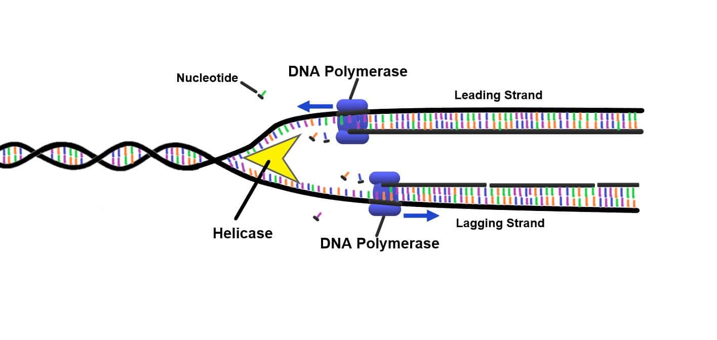 Polymerase Chain Reaction Pcr Overview Working Applications