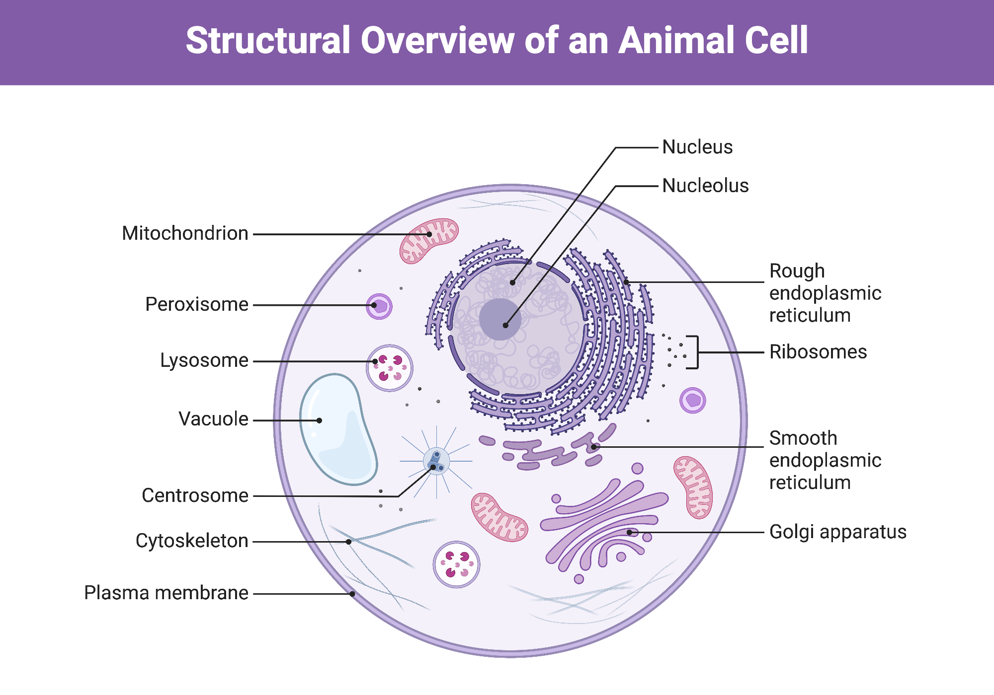 Cell Transport Chapter 5 Flashcards Quizlet