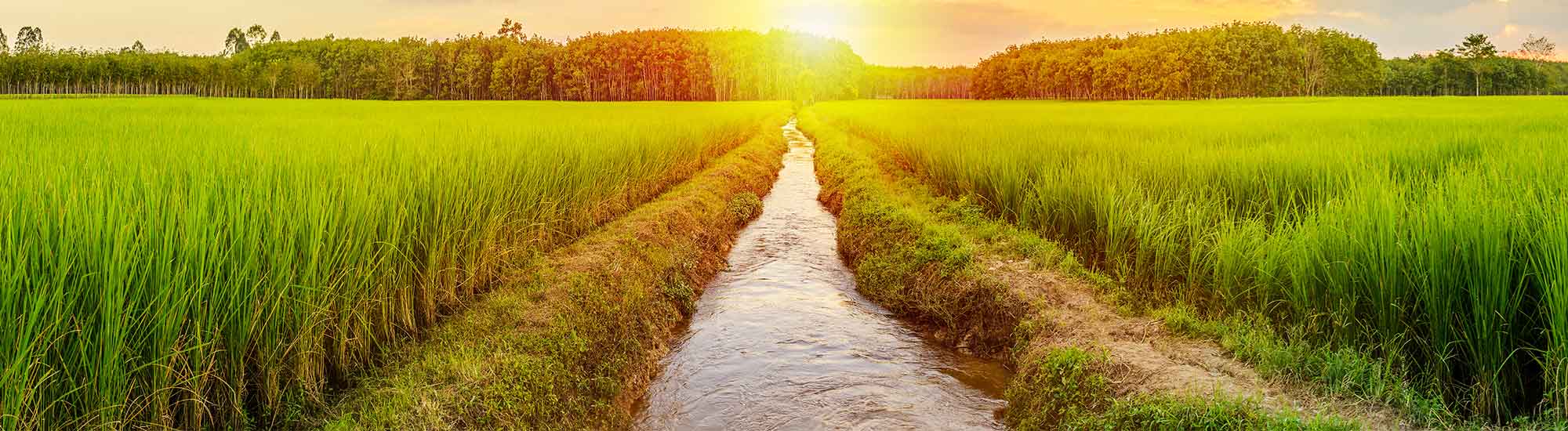 Nutritional Analysis Of Rice