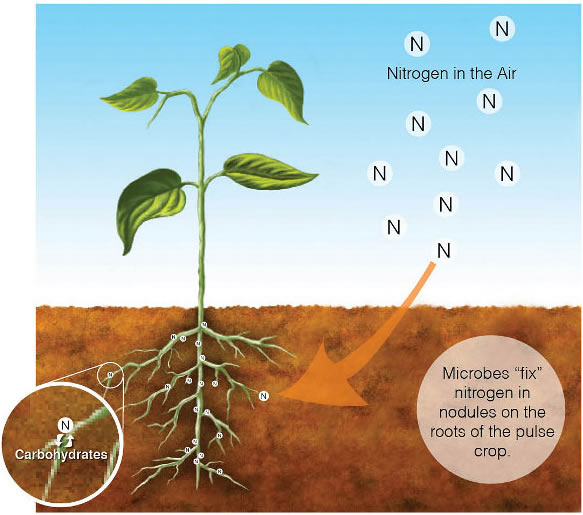 What Is Atmospheric Nitrogen Fixation