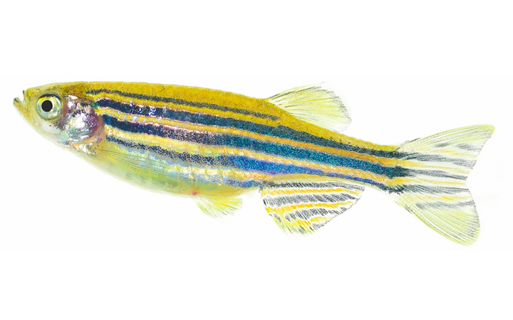 Video Zebrafish In Vivo Scale Regeneration