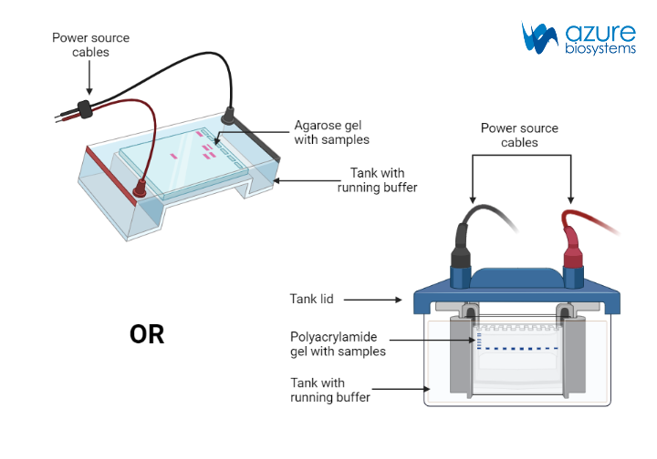 Gel Electrophoresis Aat Bioquest