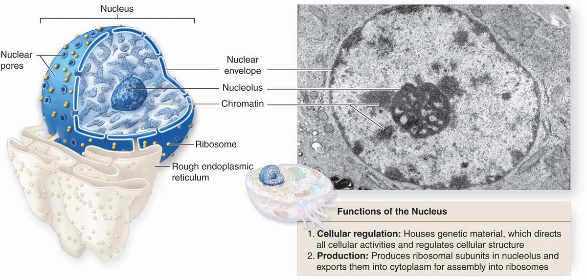 What Is A Nucleus Structure And Functions Of Nucleus Cbse Tuts