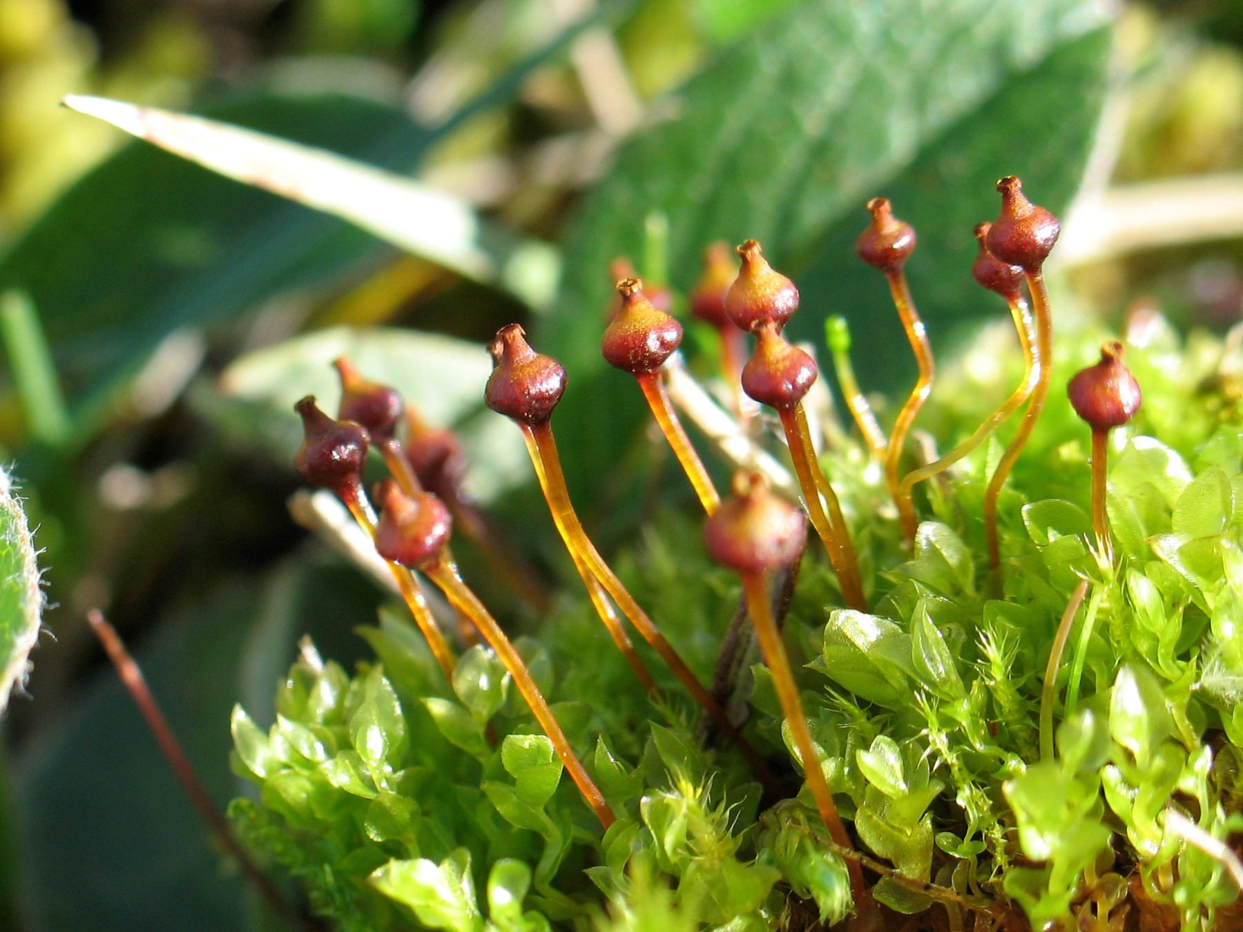 Bryophytes 2 Flashcards Quizlet