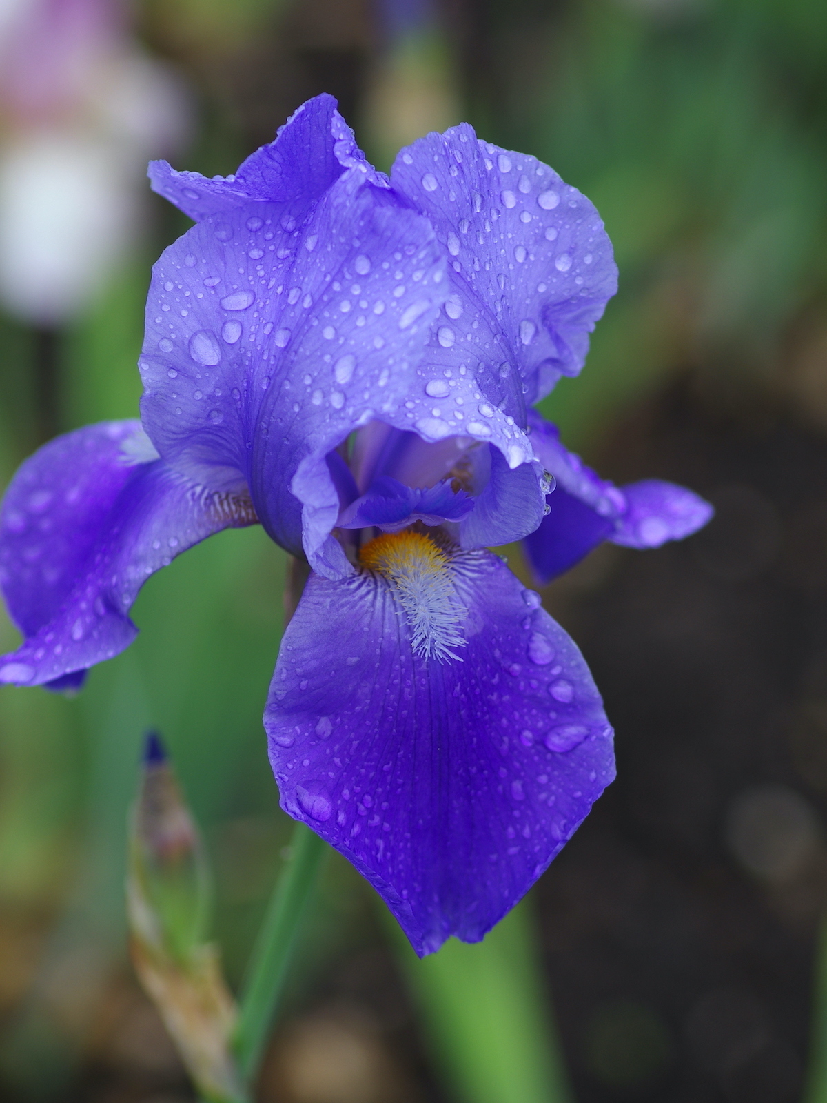 Iris Flower Classification With Machine Learning Aman Kharwal