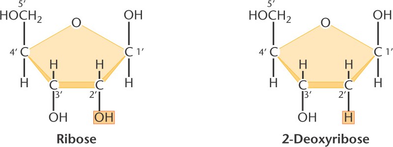 Dinucleotide Html 10 12a Dinucleotide Jpg