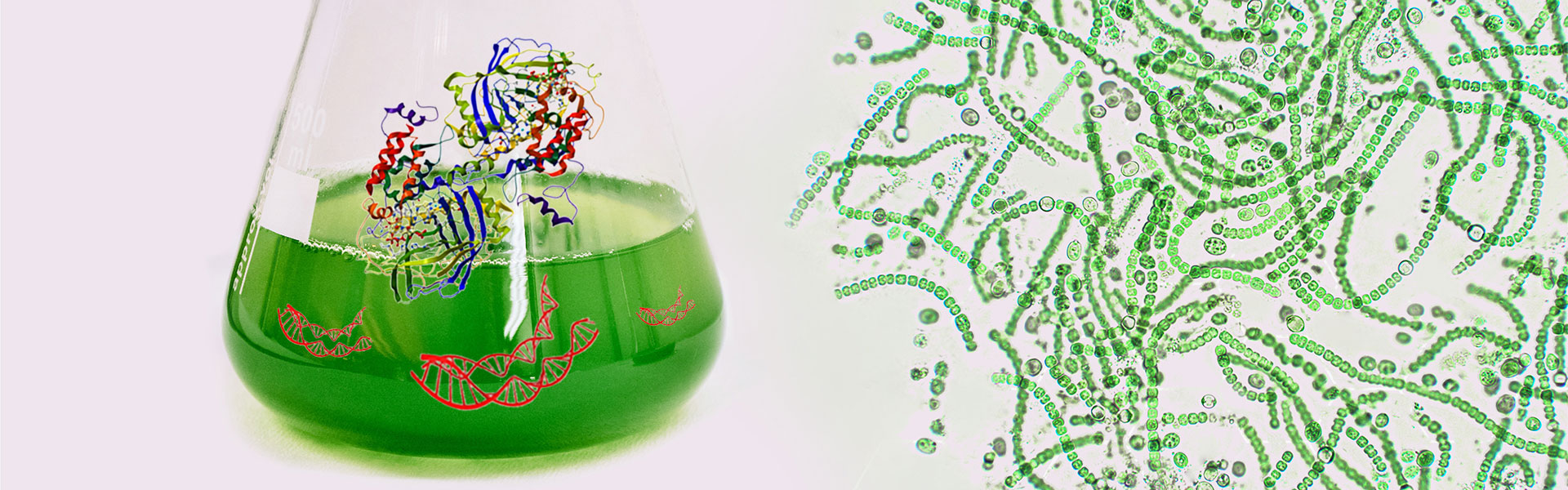 What Are Recombinant Protein