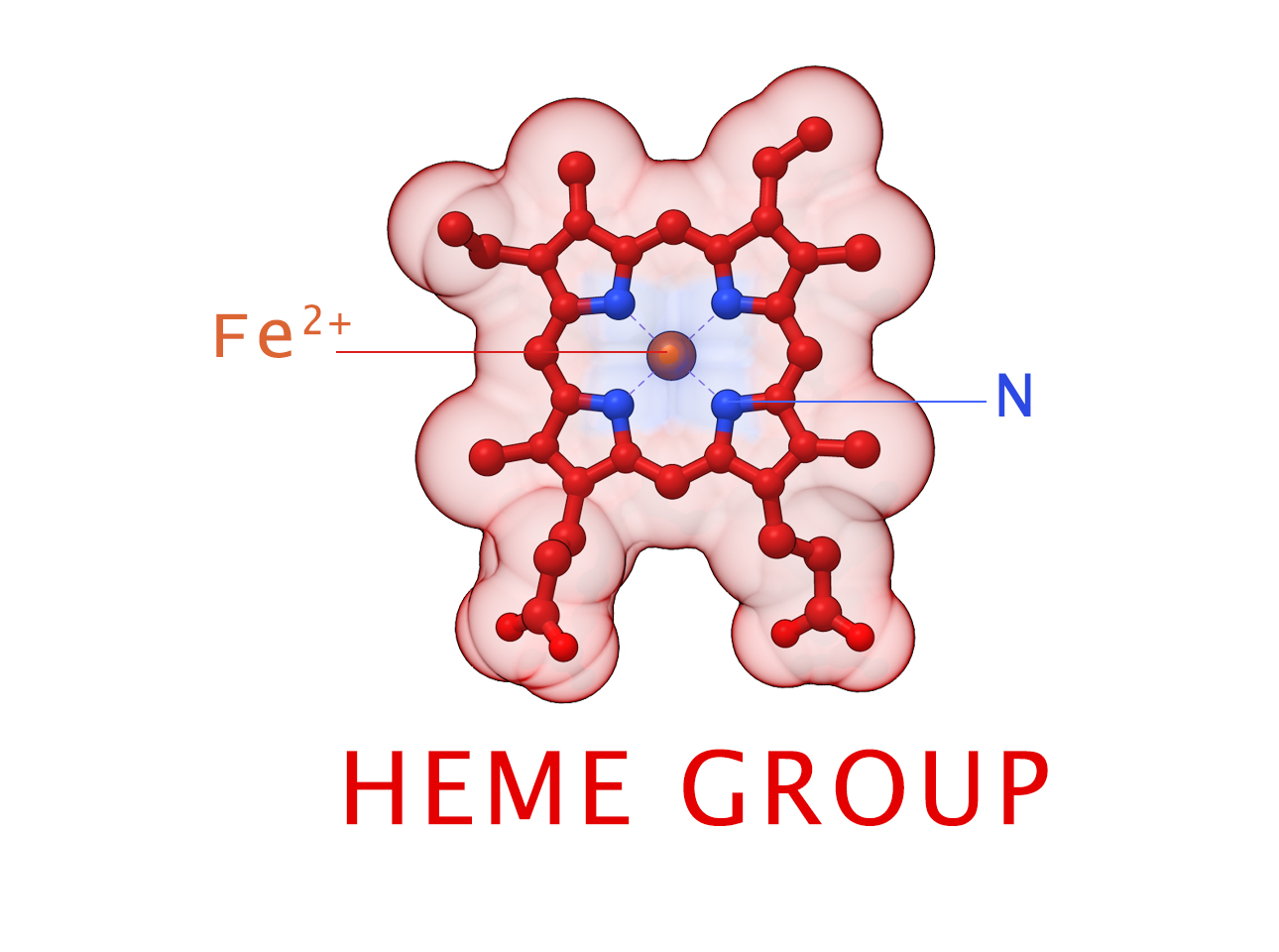 Heme Oxygenase 1 Antioxidants Redox Signaling
