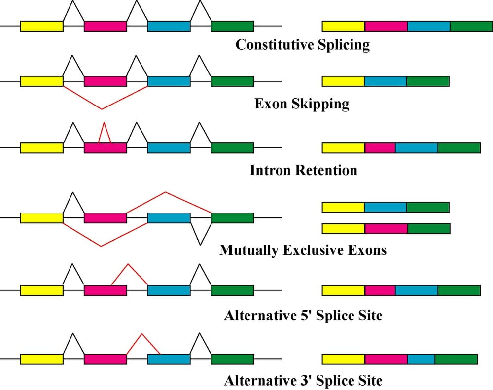 Alternative Rna Splicing