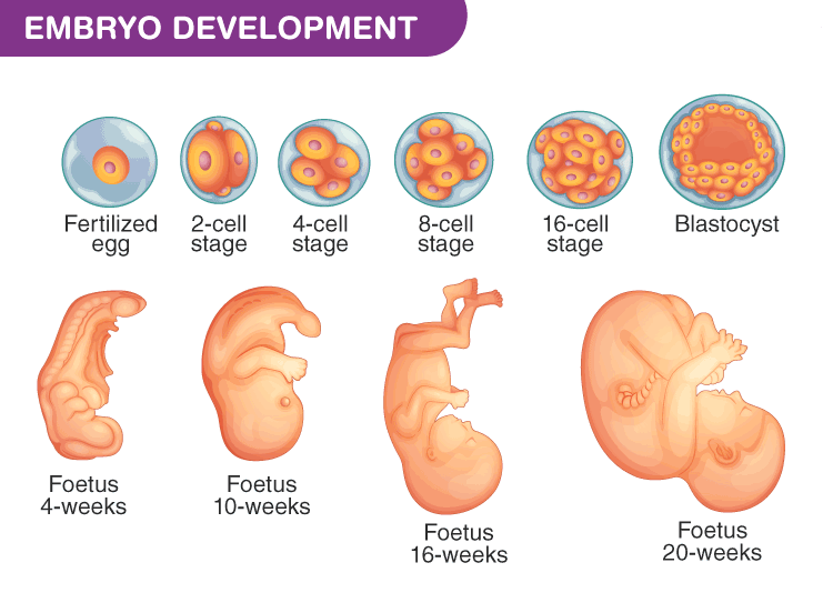 Embryology Mesoderm Derivatives Ditki Medical Biological Sciences