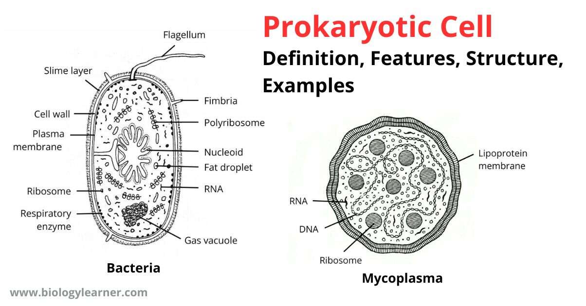 Lecture 7 Prokaryotic Cell Walls Pdf Biosci 204 Principles In