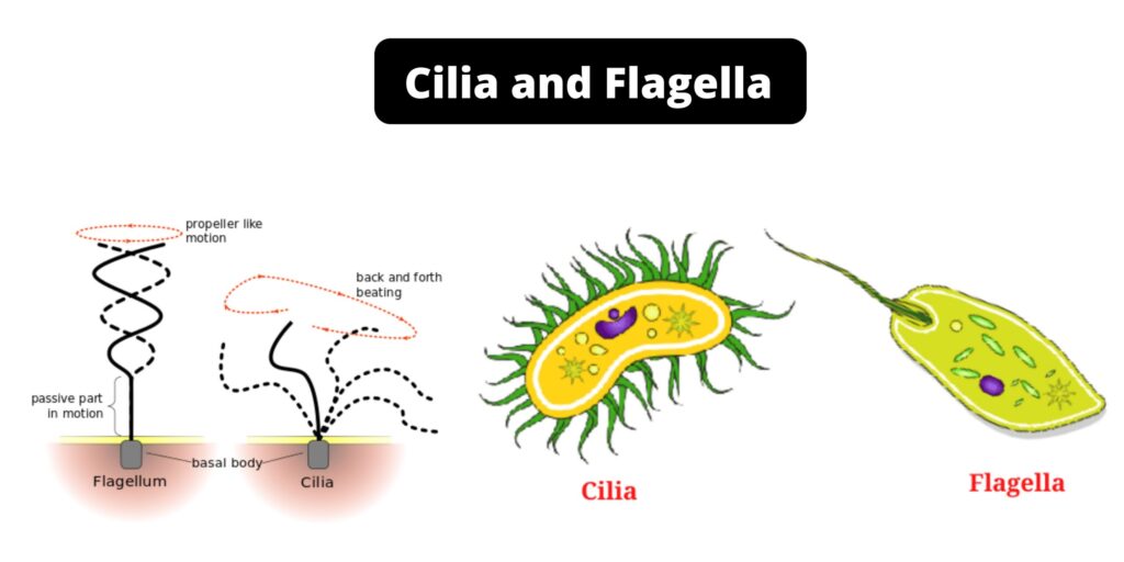 Cilia Defects In Bj Mutant Tracheae A Quantitative Analysis Shows A