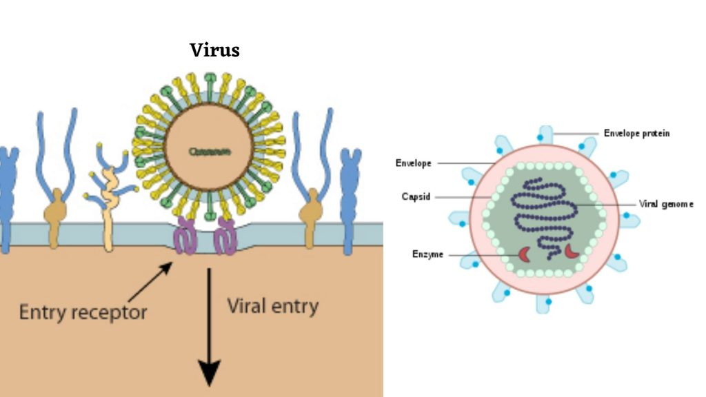 Identified Viral Integration Sites Eight Viral Integrations Identified