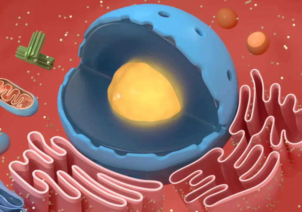 Structure Of Cytoplasm