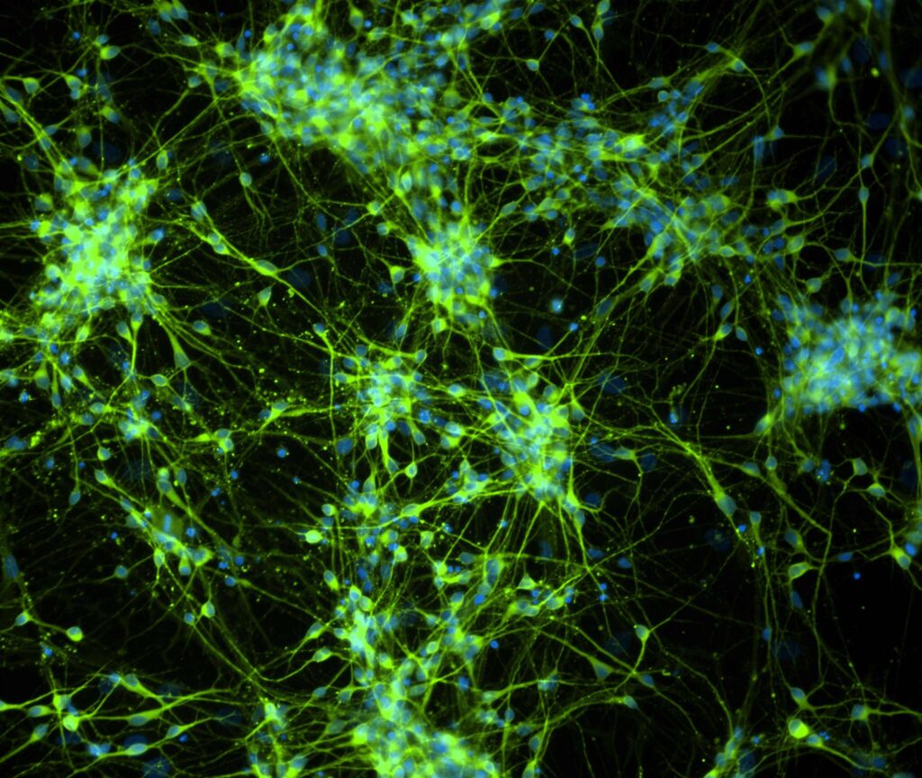 Mammalian Cell Line Creative Biolabs