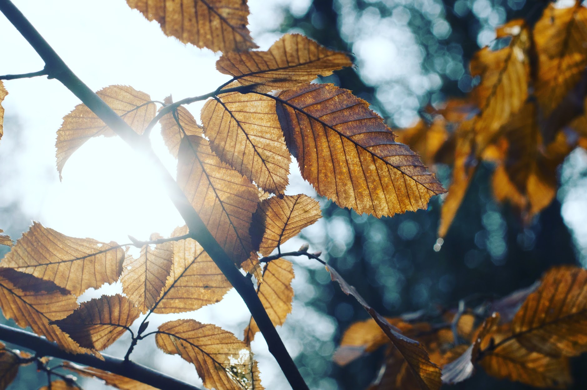 Environmental History Journals Oxford Academic