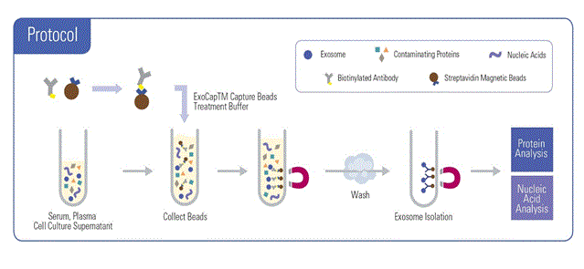 Characterisation Of Serum Exosomes Isolated By Ultracentrifugation A