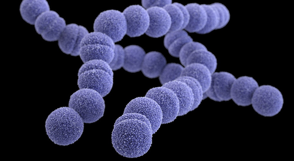 Streptococcus Bacteria 4 Photograph By Science Photo Library Pixels