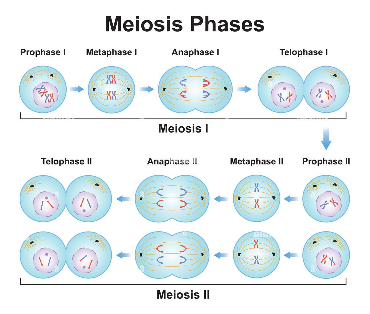 Meiosis And Mitosis Diagram Class 11