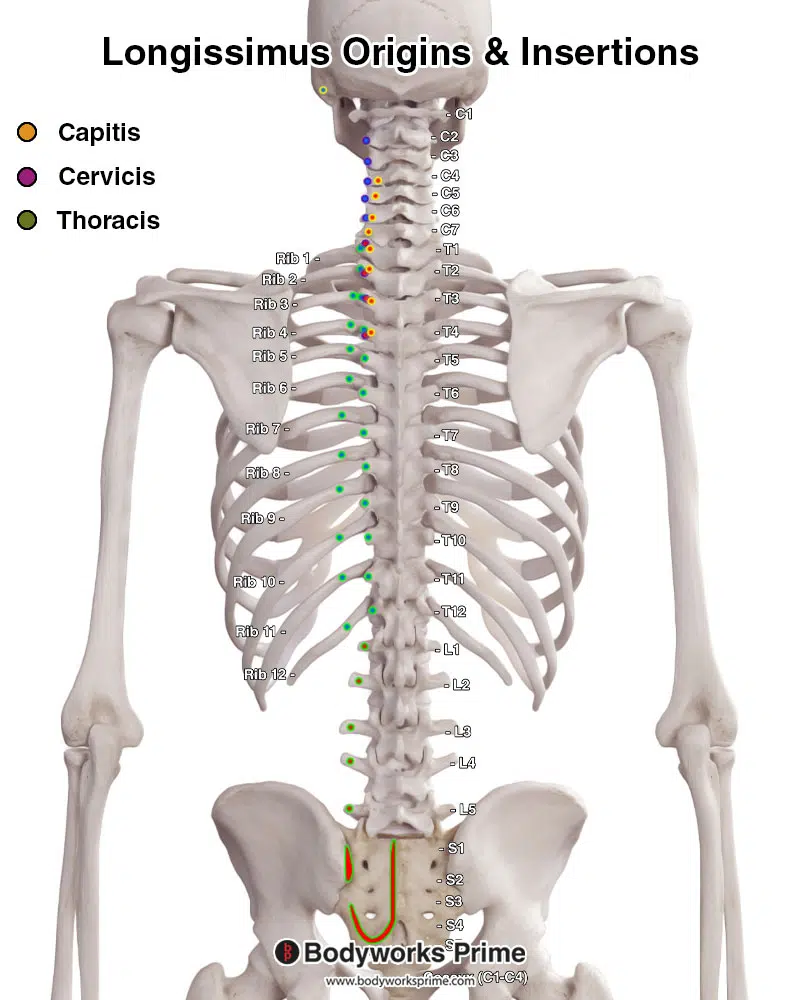 Longissimus Dorsi Muscle Transcriptomic Analysis Of Simmental And