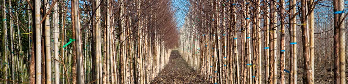 Smalle Bomen Kopen Bomenweb Nl