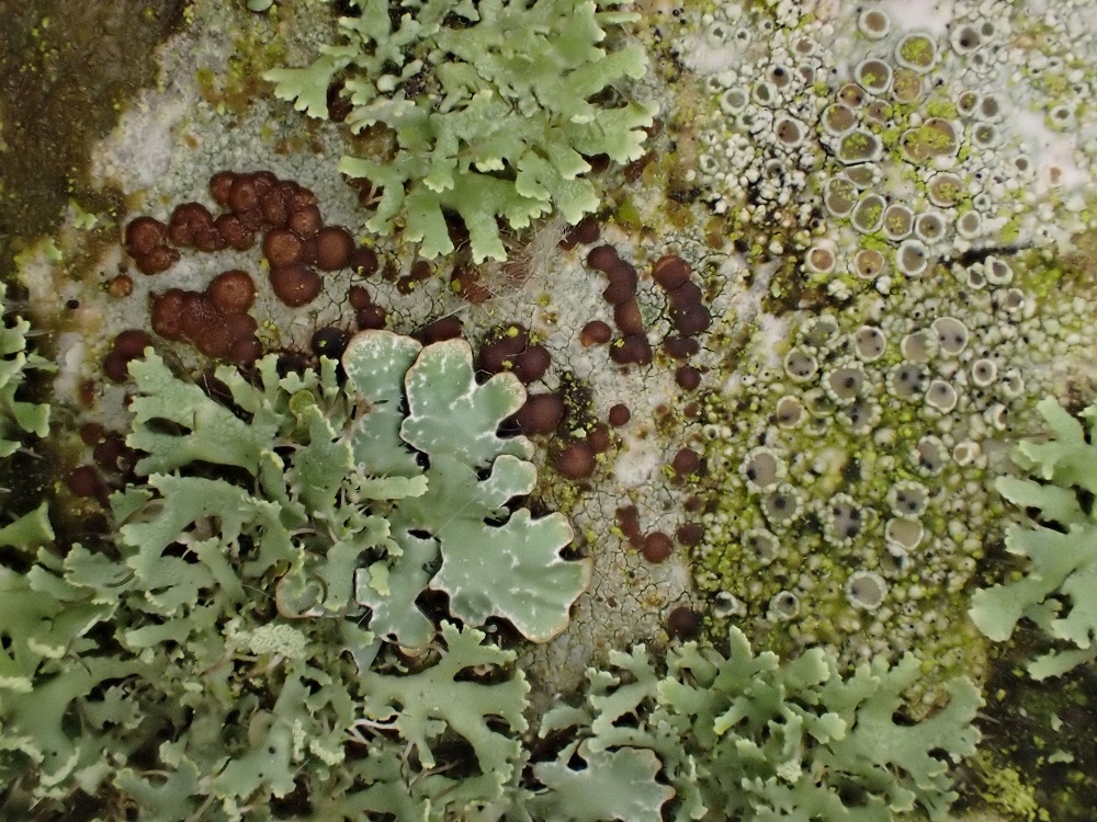 Using Lichen As Bioindicator Of Air Pollution Acid Deposition