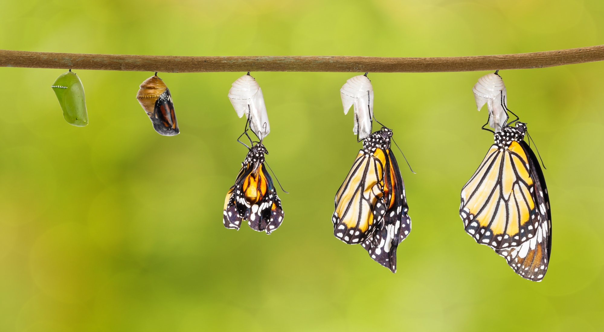 Transforming Self Assembled Architectures Into Functional Materials