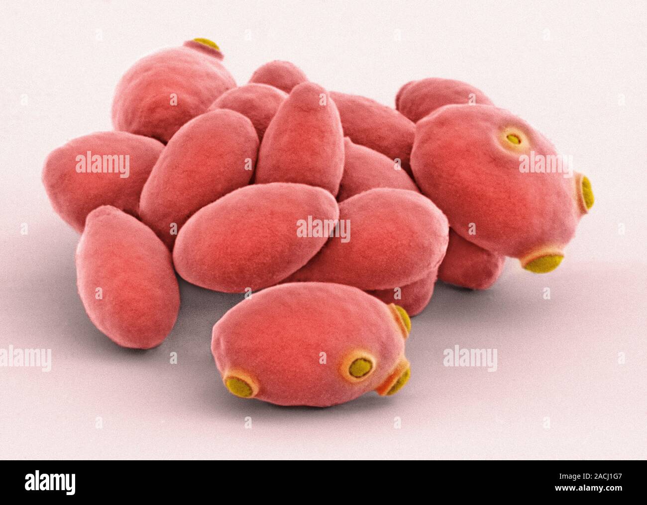 Coloured Scanning Electron Micrograph Sem Of The Baker S Yeast Also