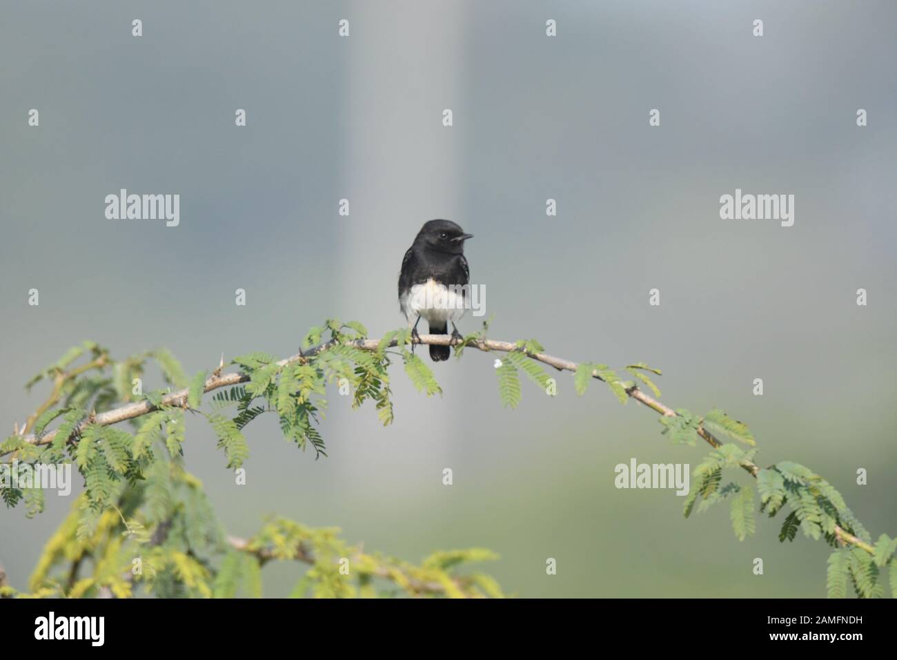Migratory Species Of Fish Of European Waters
