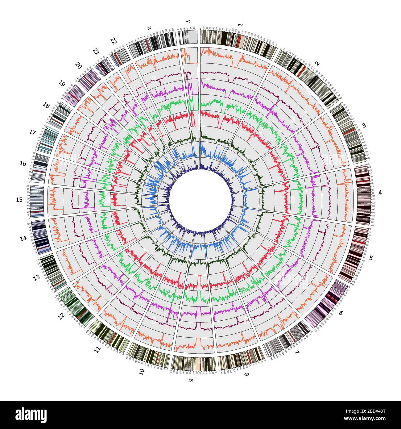 Genome Alignment Choice Produces Assembly Specific Results Due To