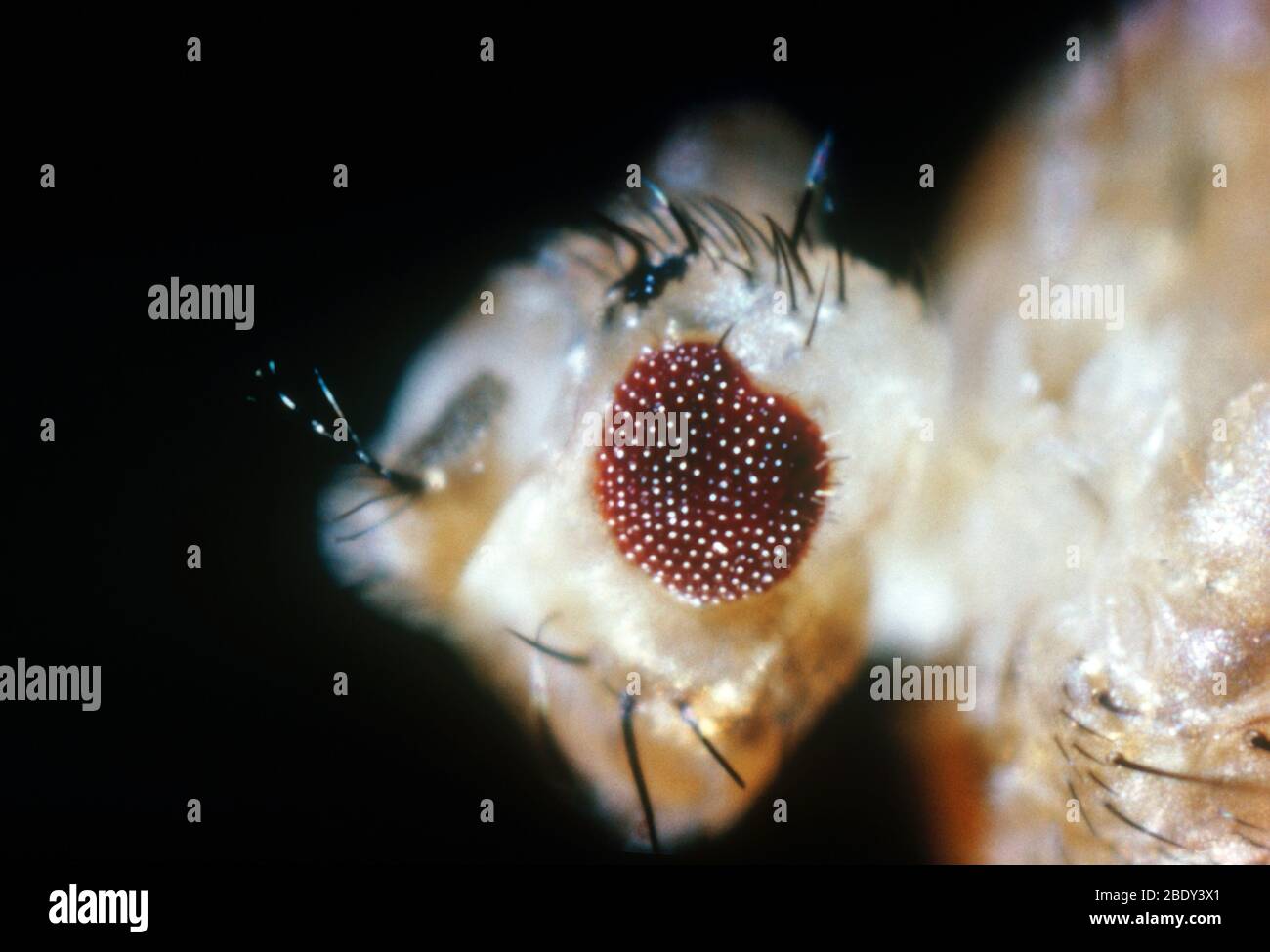 Drosophila Eye Mutations